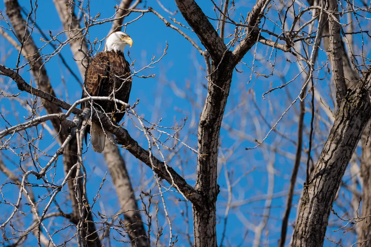Bald eagle perched in bare branches against a blue sky