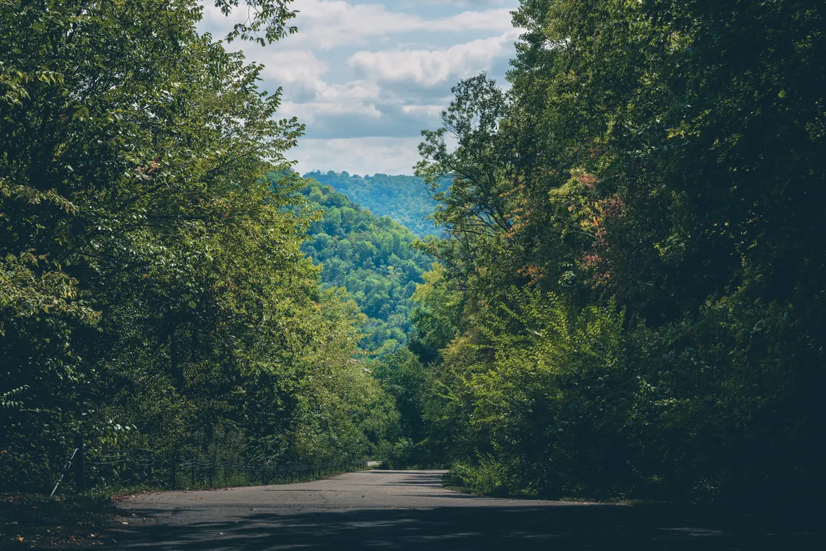 Road through a wooded valley under summer trees